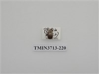 藏品(金龜子科)的圖片